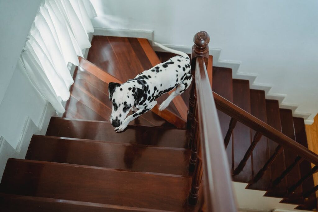 dalmation running up stairs